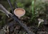 terčka olšová (Houby), Rutstroemia conformata (Fungi)